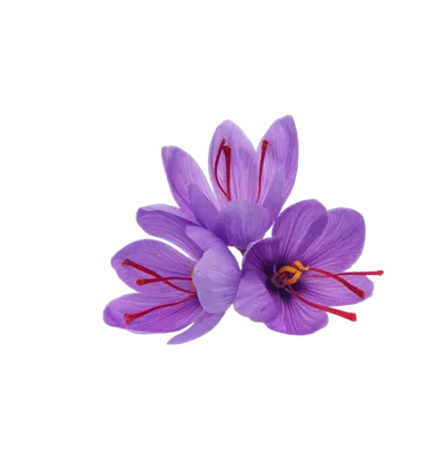 Remote-photo-of-saffron-flowers-400